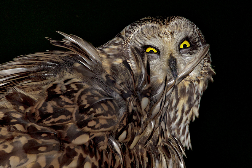 asioflammeusg20130307rnet