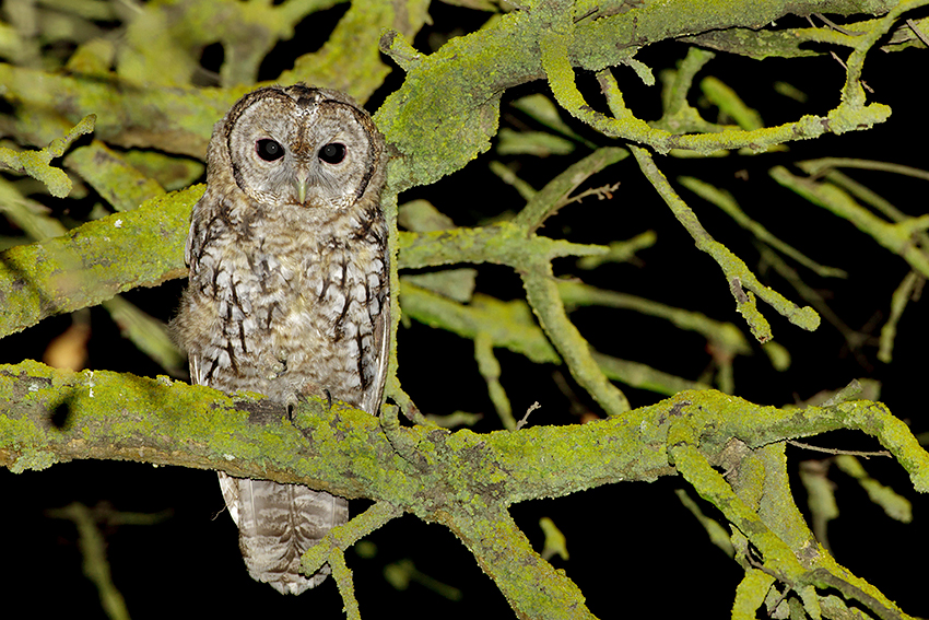 coruja-do-mato-13