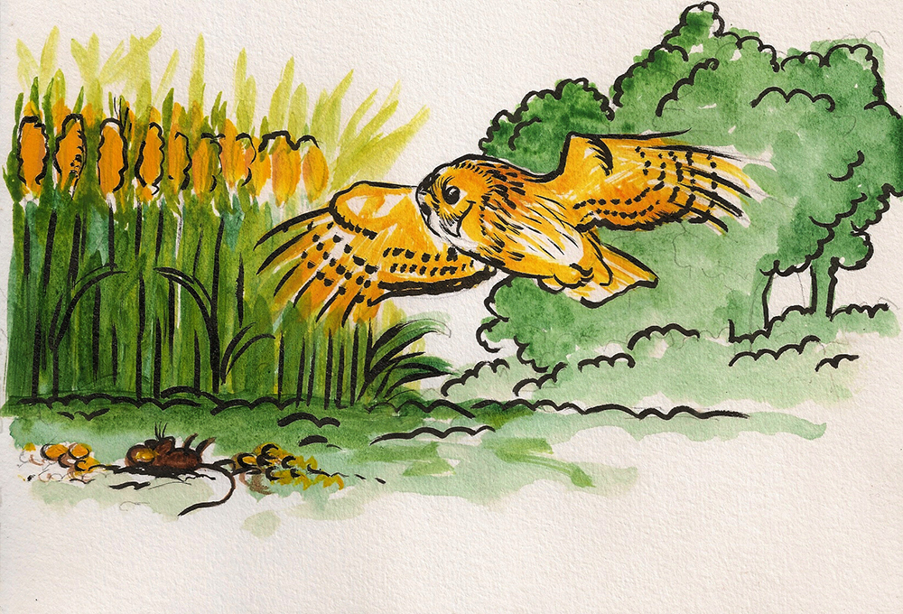 ruivo_rato_envenenado1000px