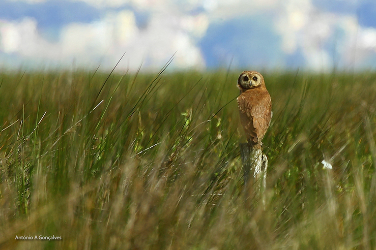 asiocapensis_aagoncalves