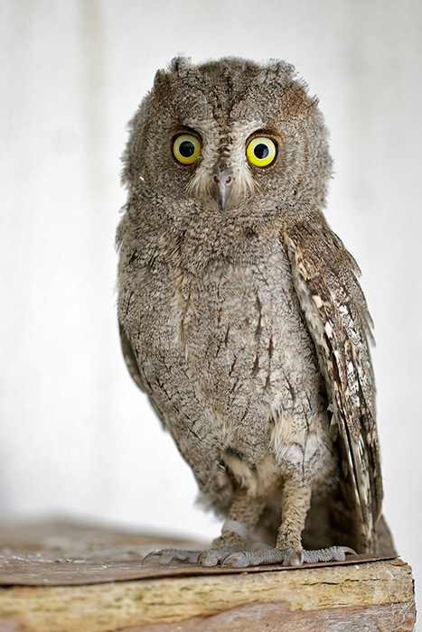 otus-scops_cervas