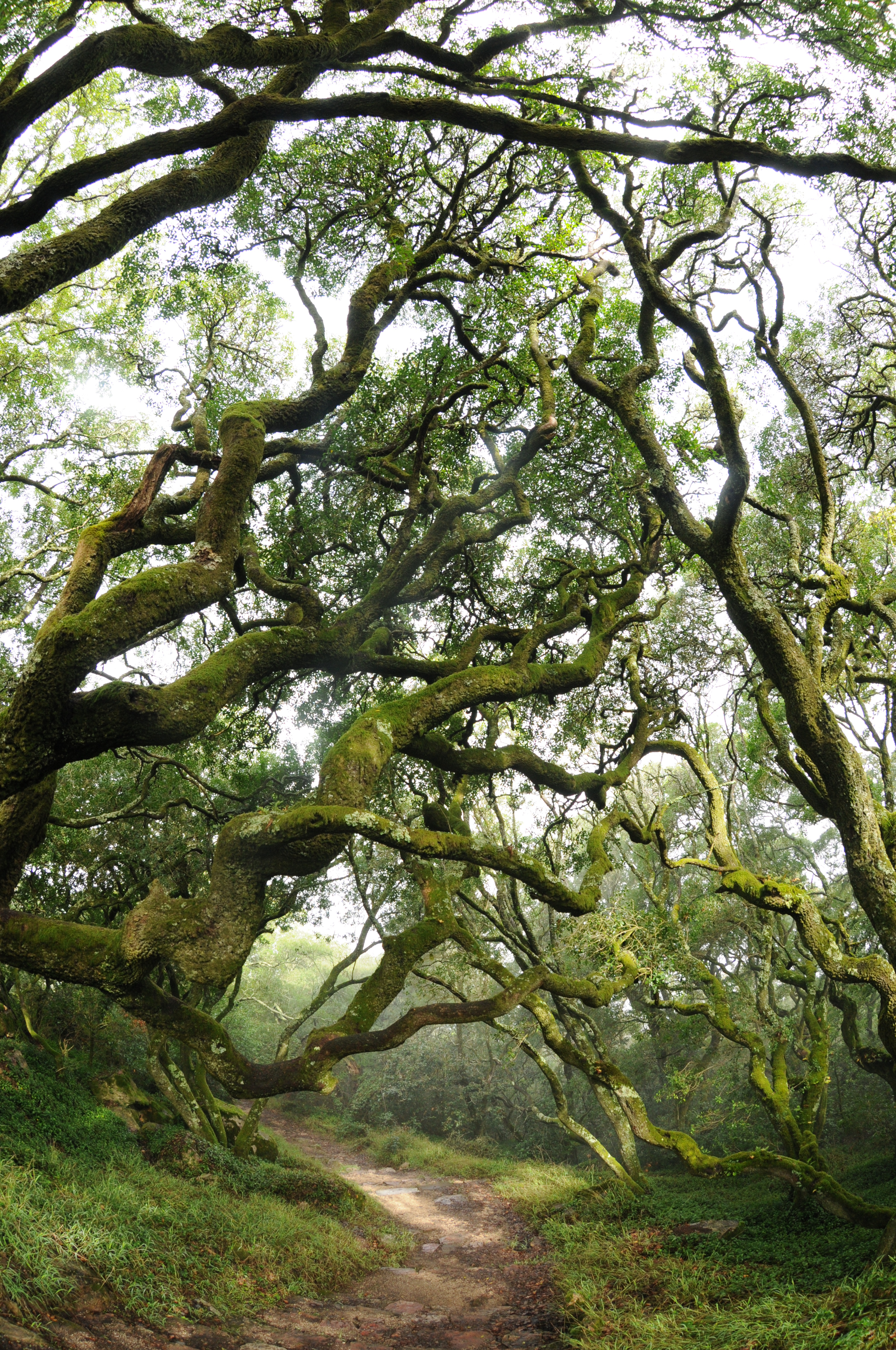 paulo-magalhaes_adernal